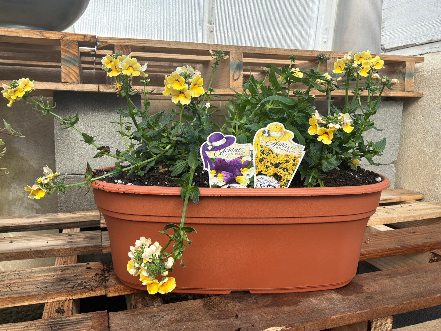 Nemesia Potted Plant