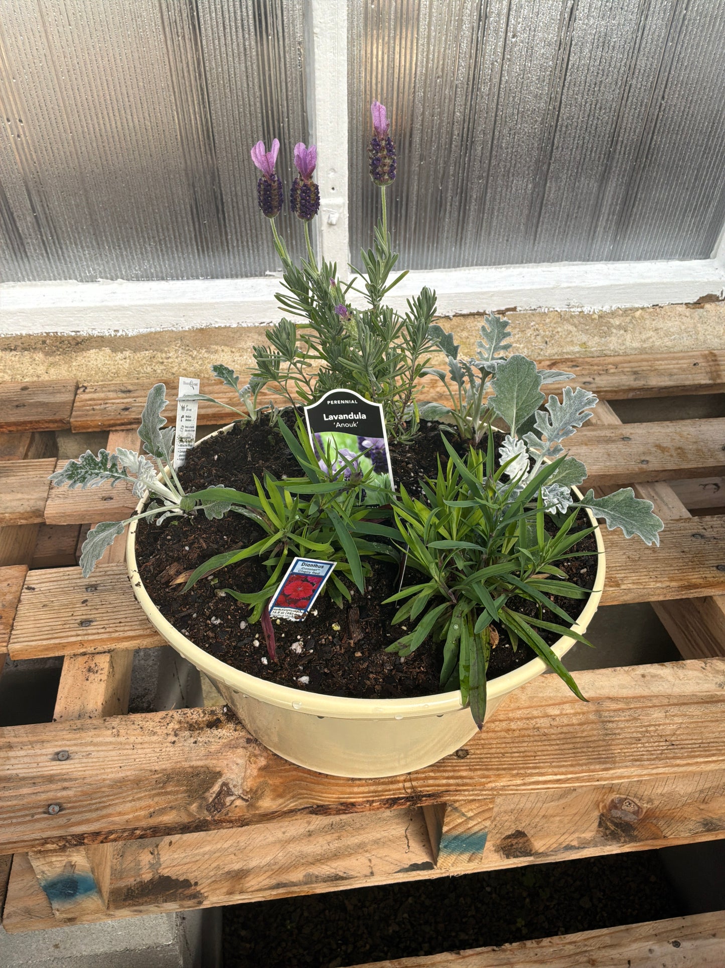 Spring Potted Plant