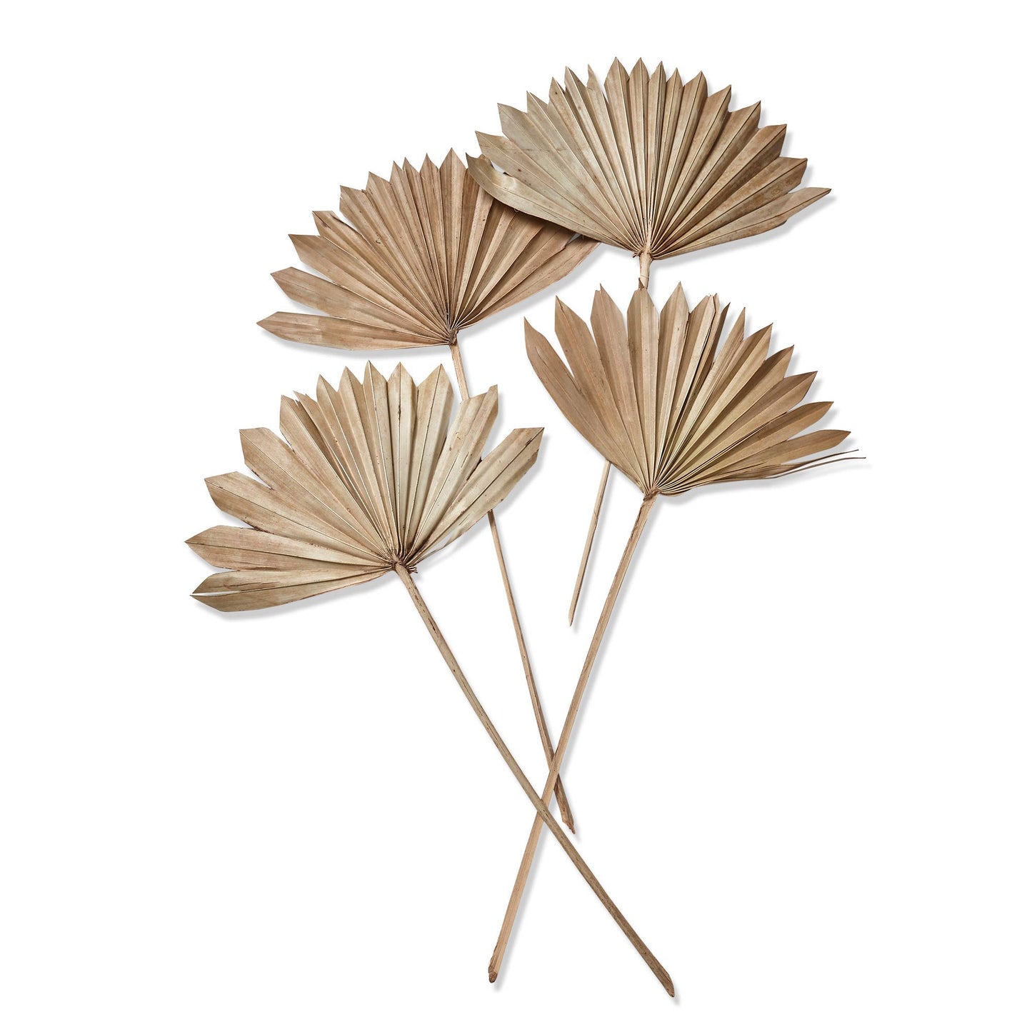 Sun Spear Stick Set of 4 Natural Dried Plant Summer