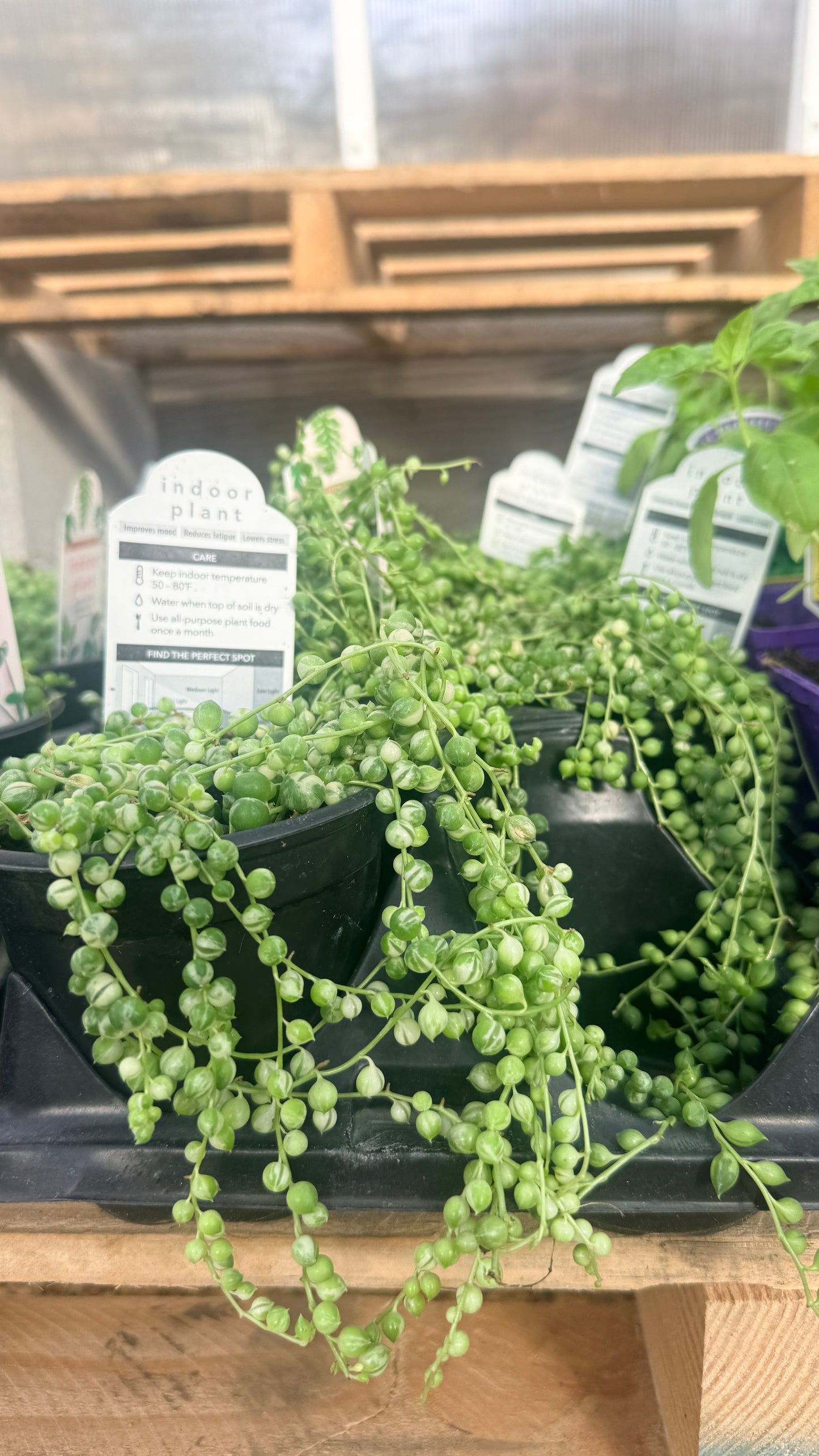 String of Pearls