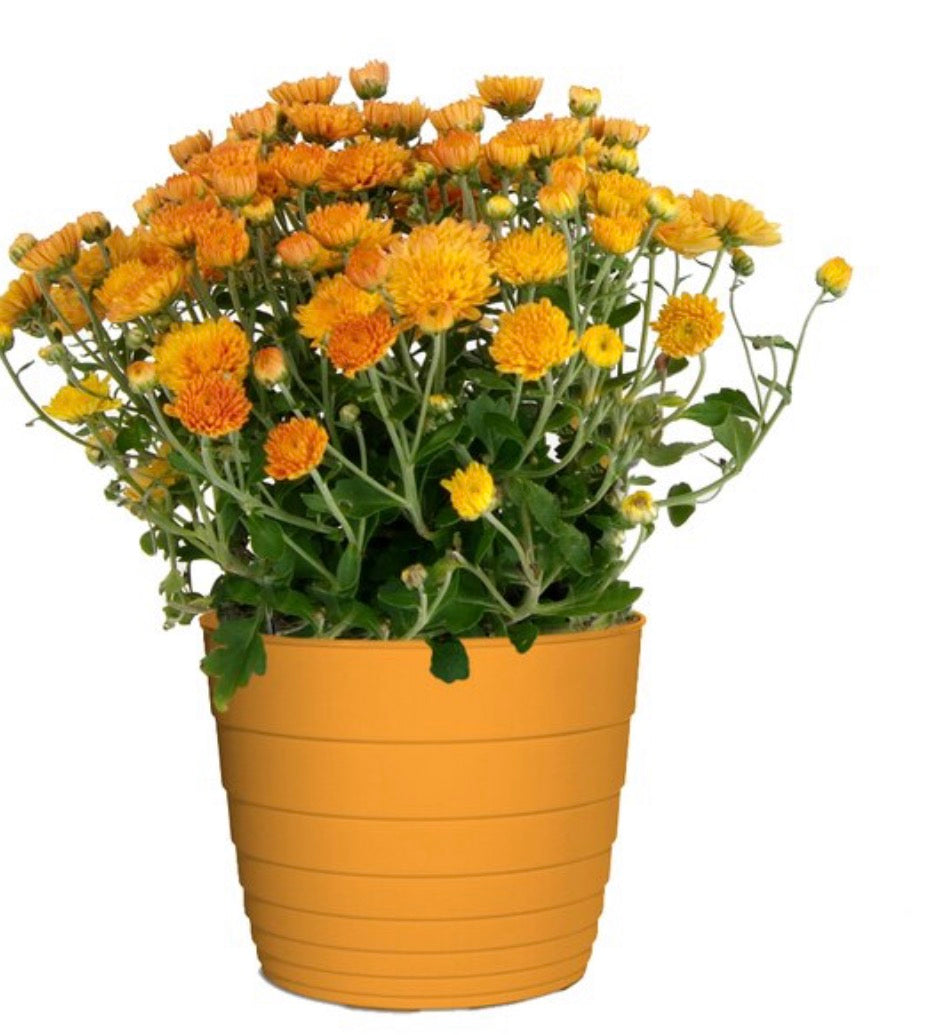 7” Color Pot