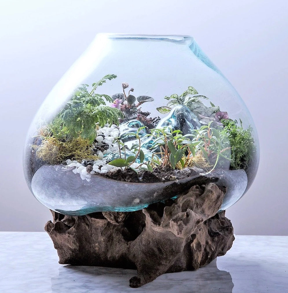 Medium Terrarium