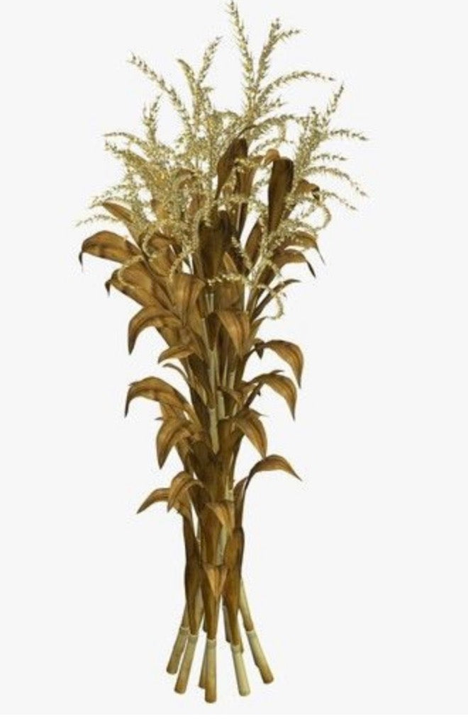 Corn Stalk