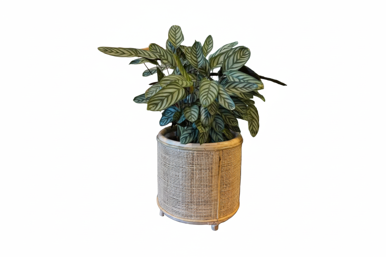 Bamboo Planter