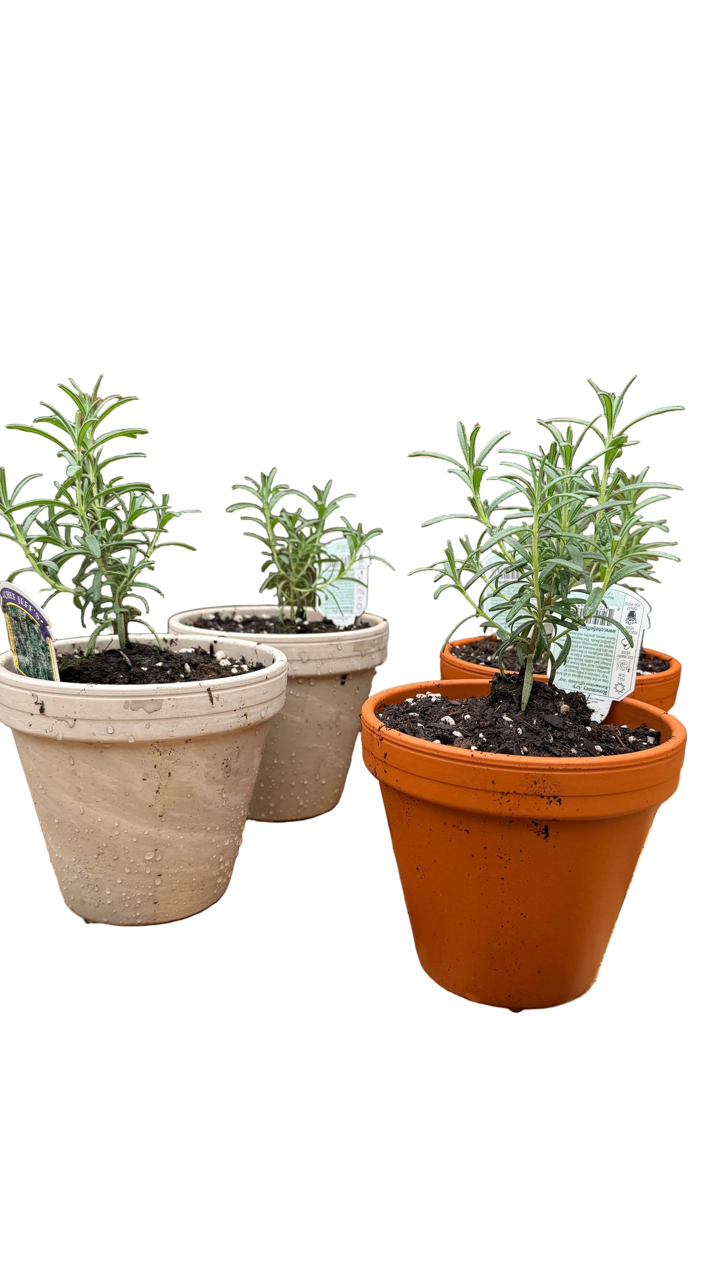 Rosemary Potted Plant