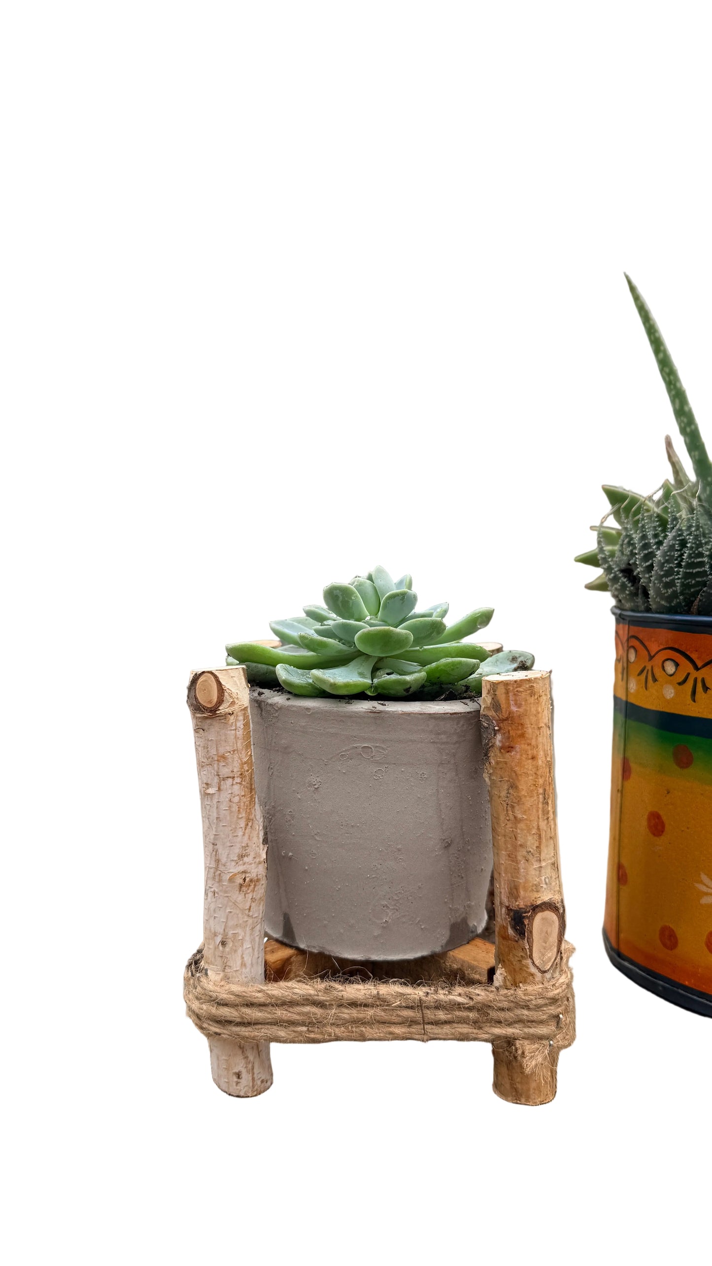 Potted Succulent