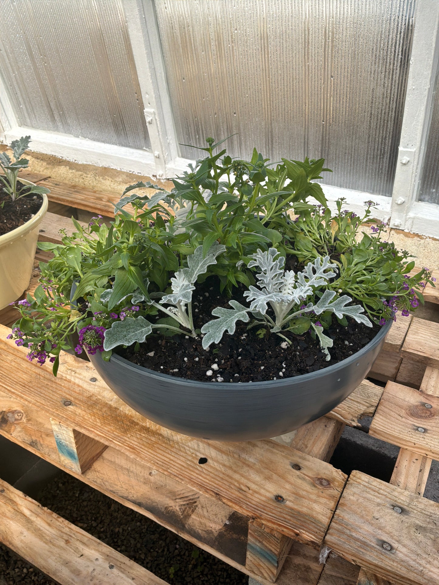 Bowl Potted Plant