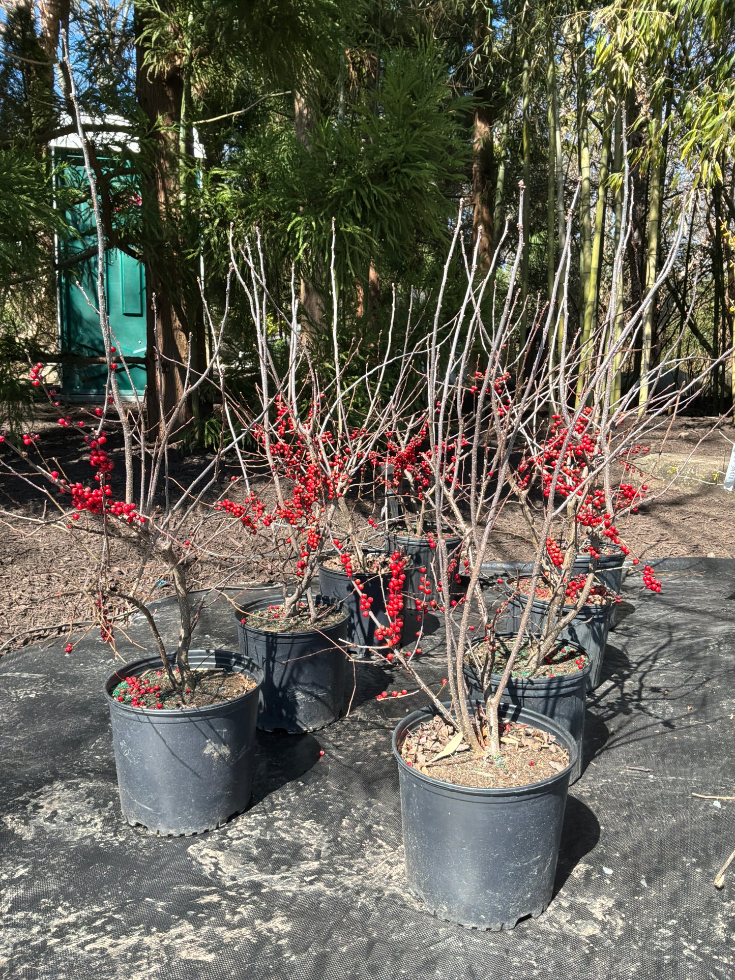 Winterberry Holly- Red Sprite- 3 gal