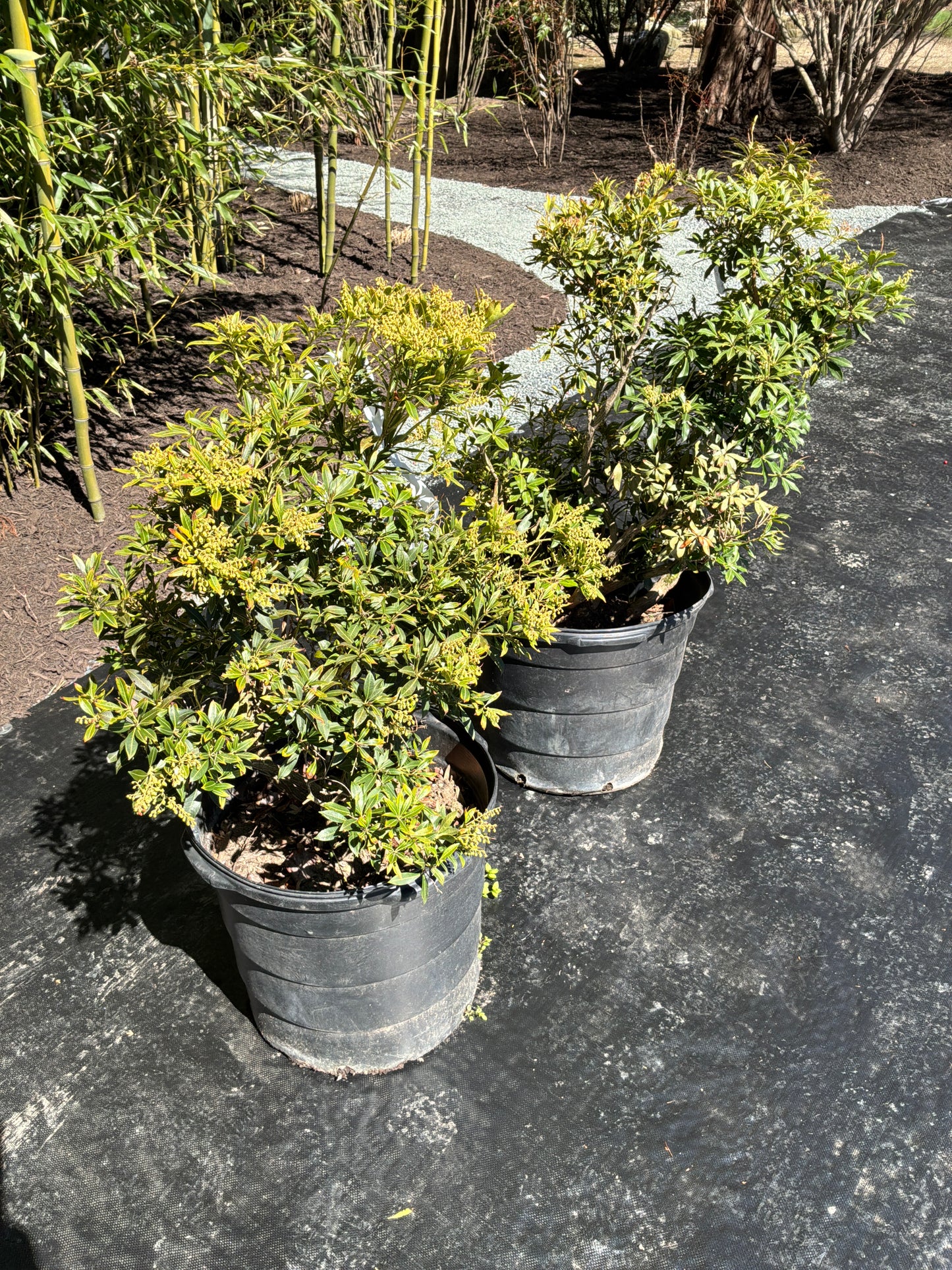 Pieris japonica -Andromeda - 10 gal