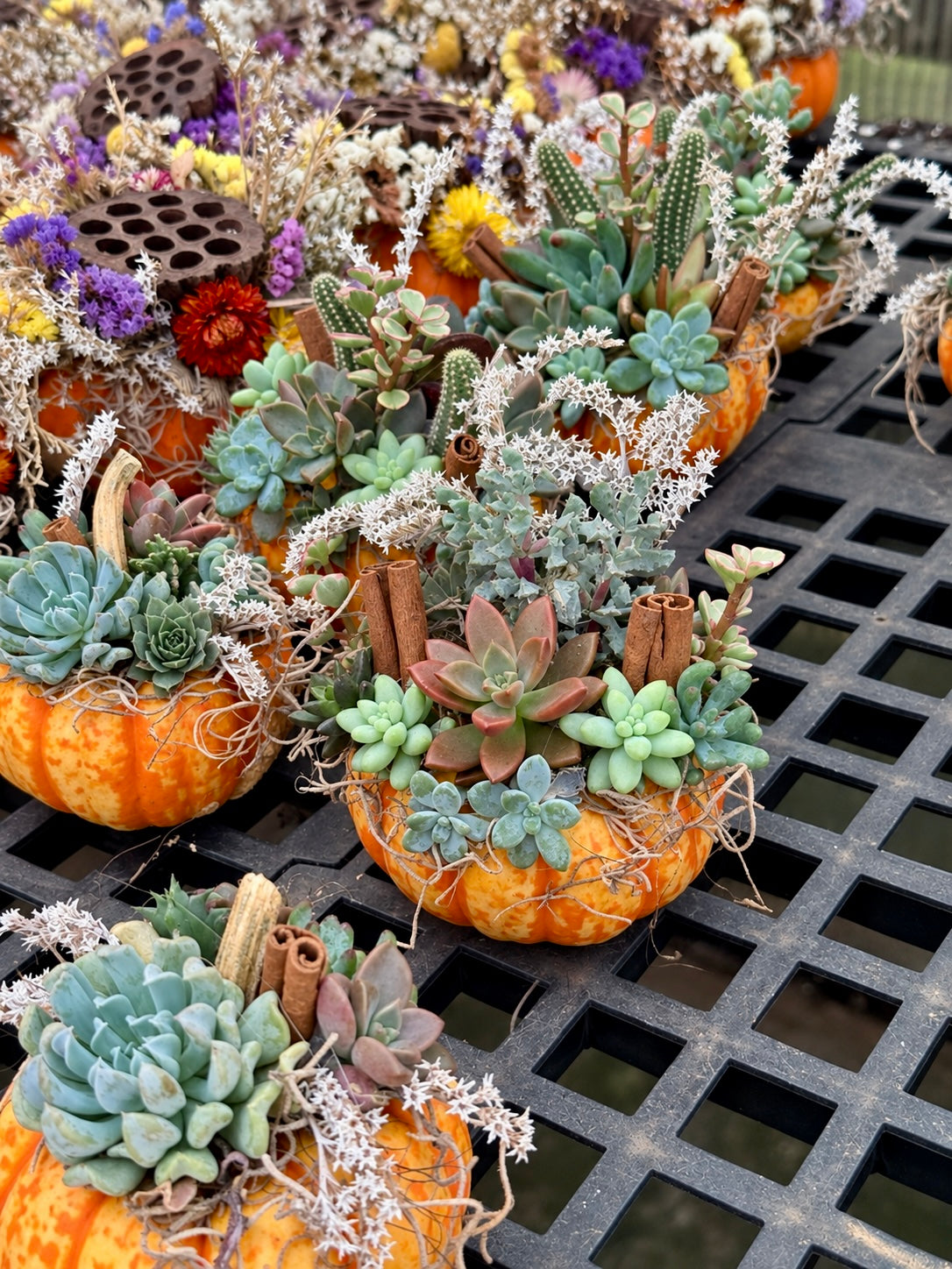 Jack B Little Succulent Pumpkin