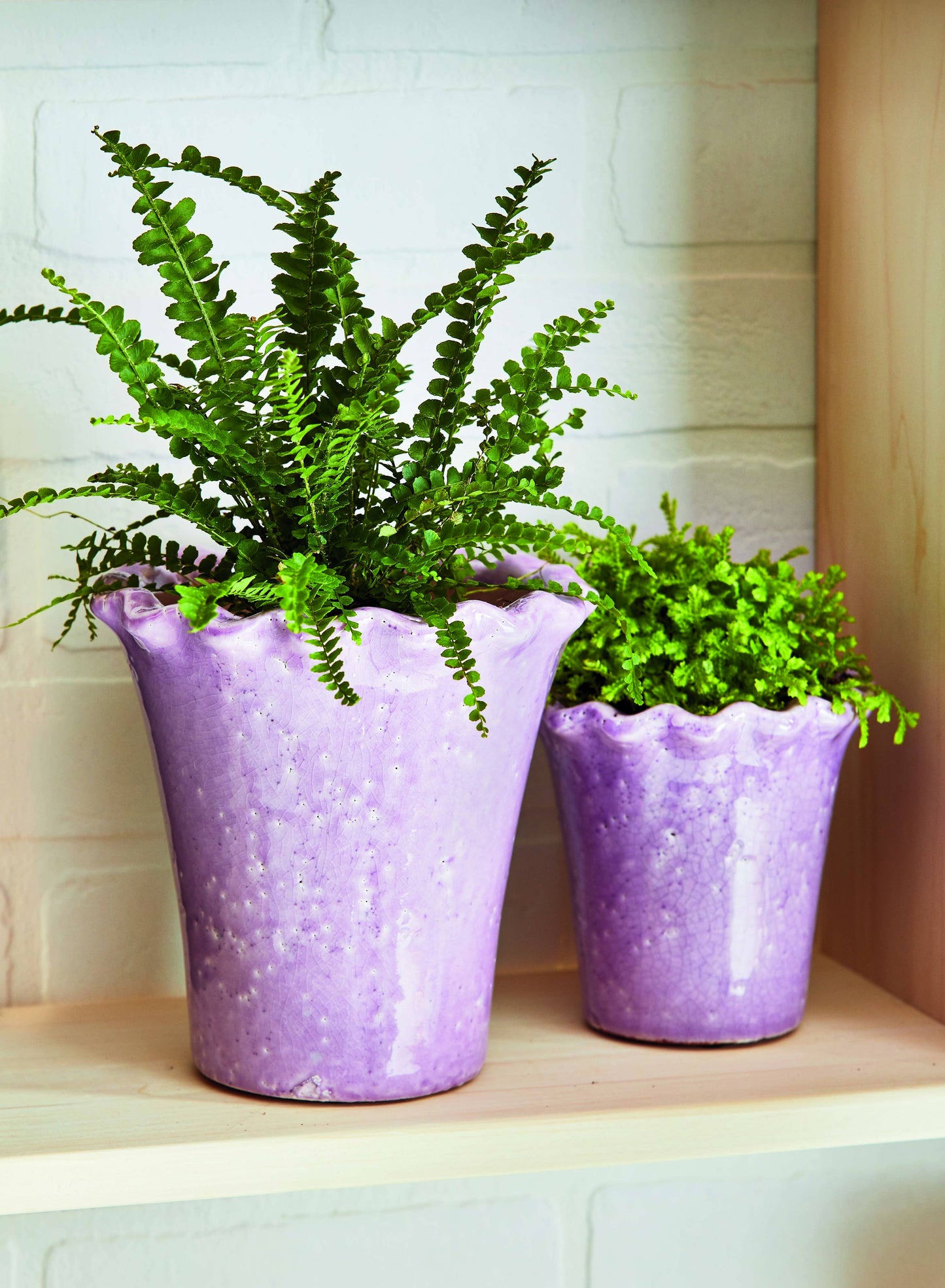 Ruffle Rim Planter Large Lavender Terracotta Spring