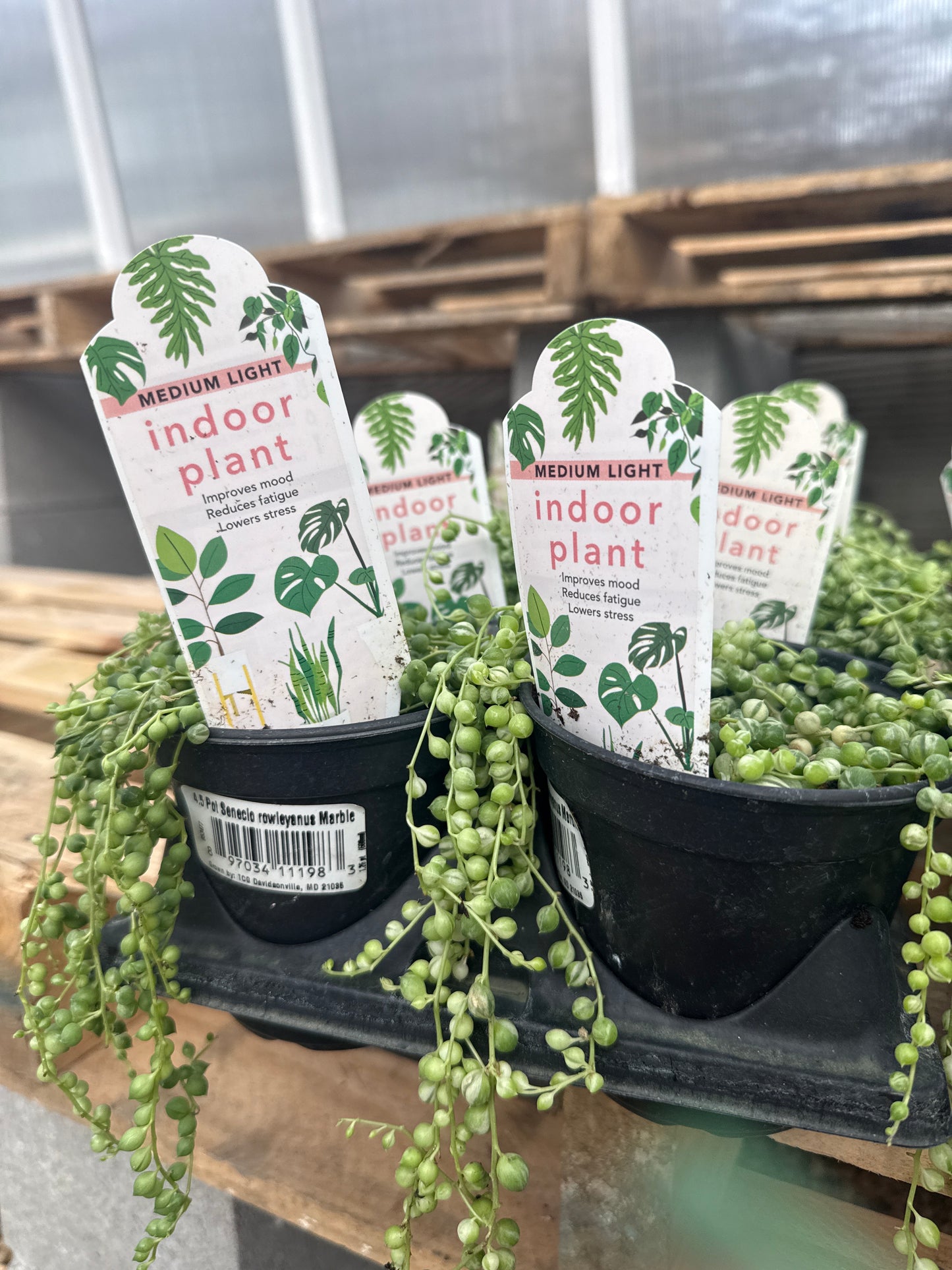 Senecio Marble