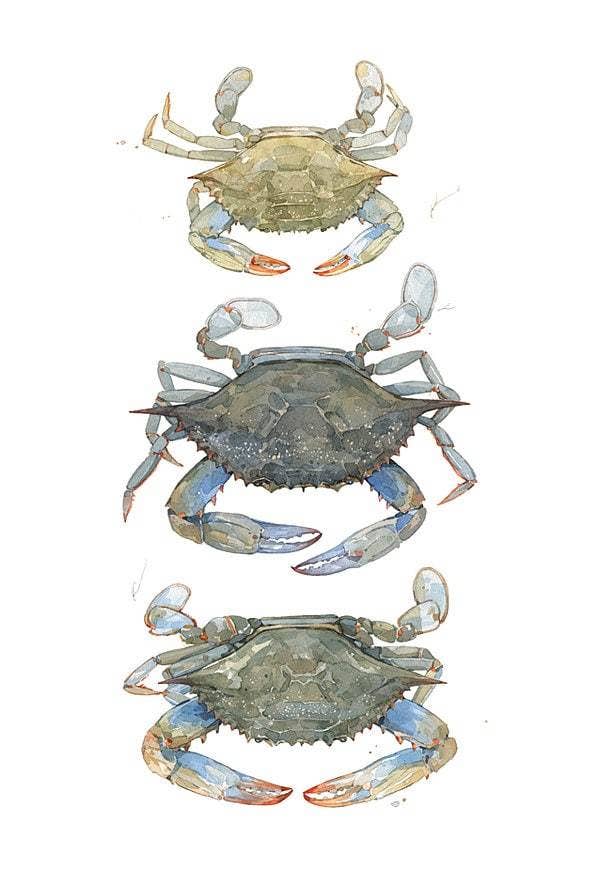 Blue Crabs Watercolor Painting Print