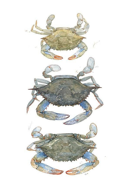 Blue Crabs Watercolor Painting Print