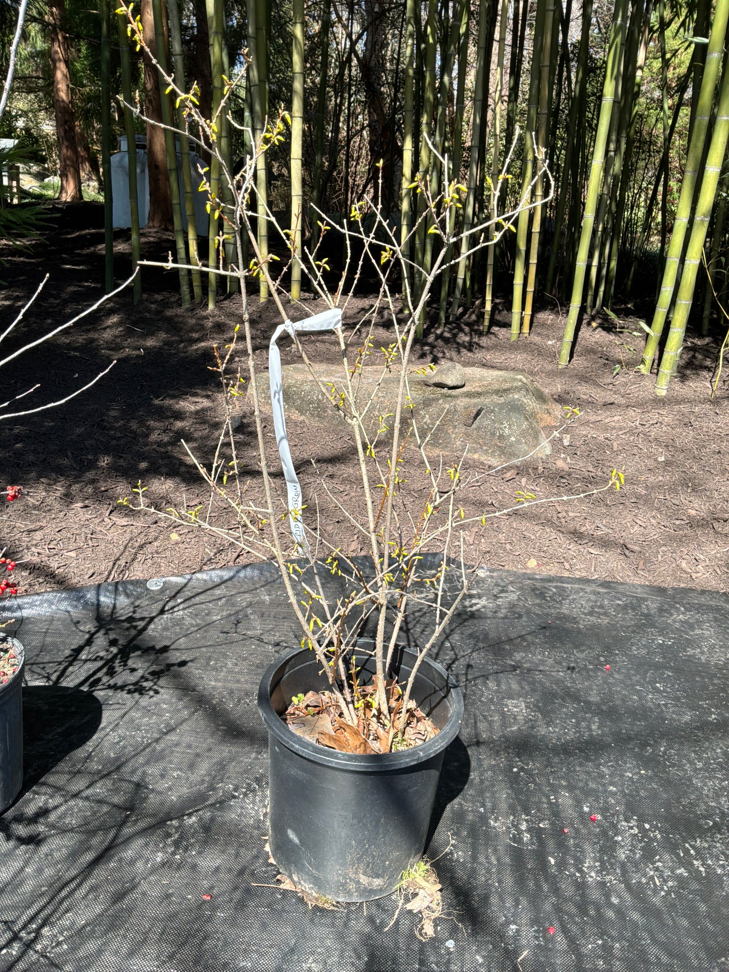 Forsythia - 3 gal