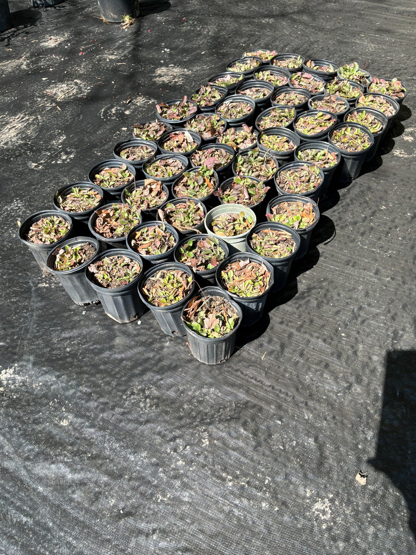 Chrysogonum - Native - Green & Gold -1 gal