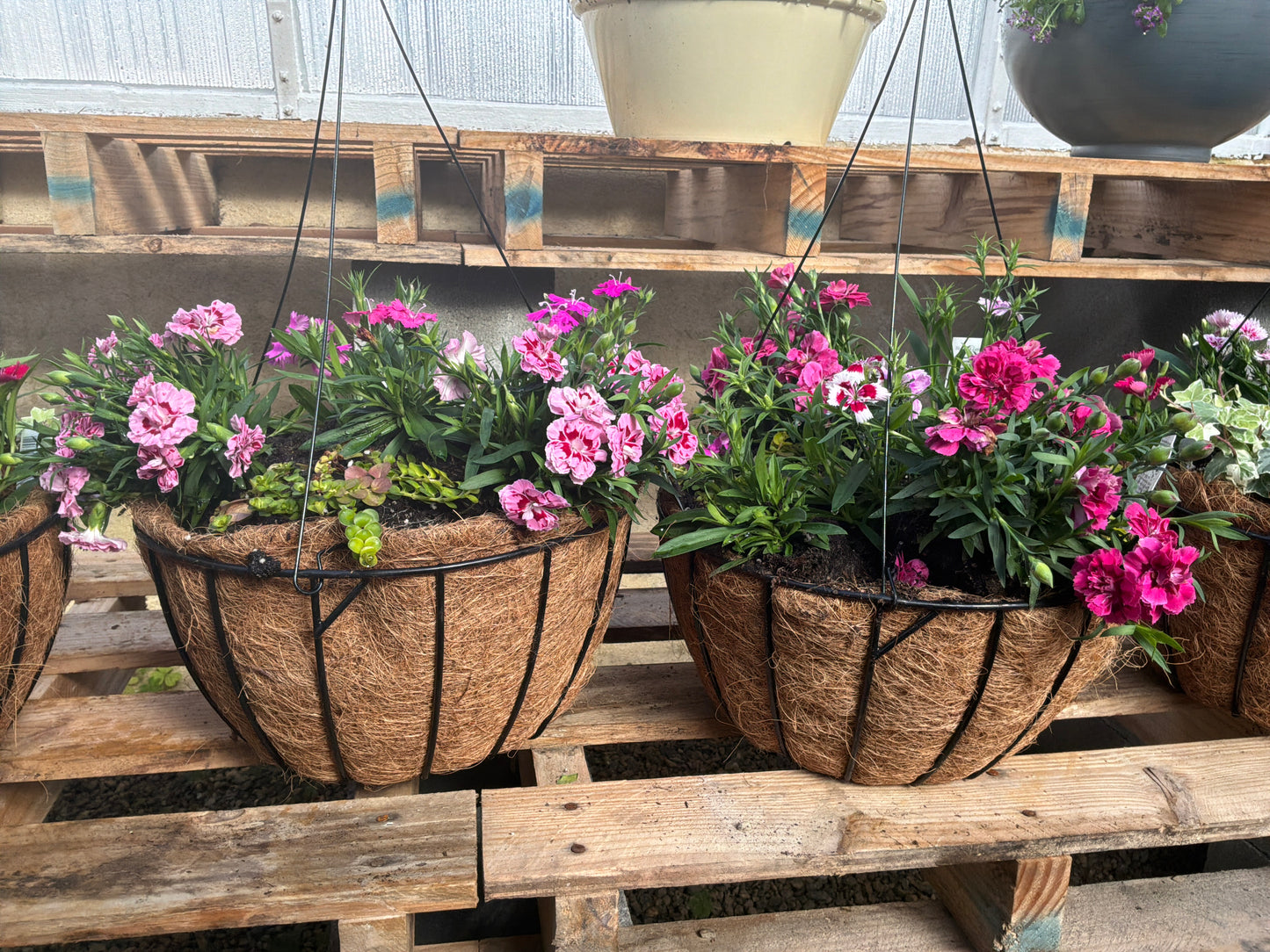 Dianthus Hanging Basket