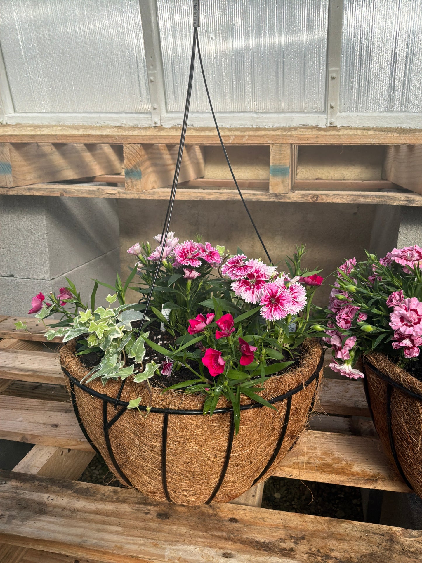 Dianthus & Ivy Hanging Basket