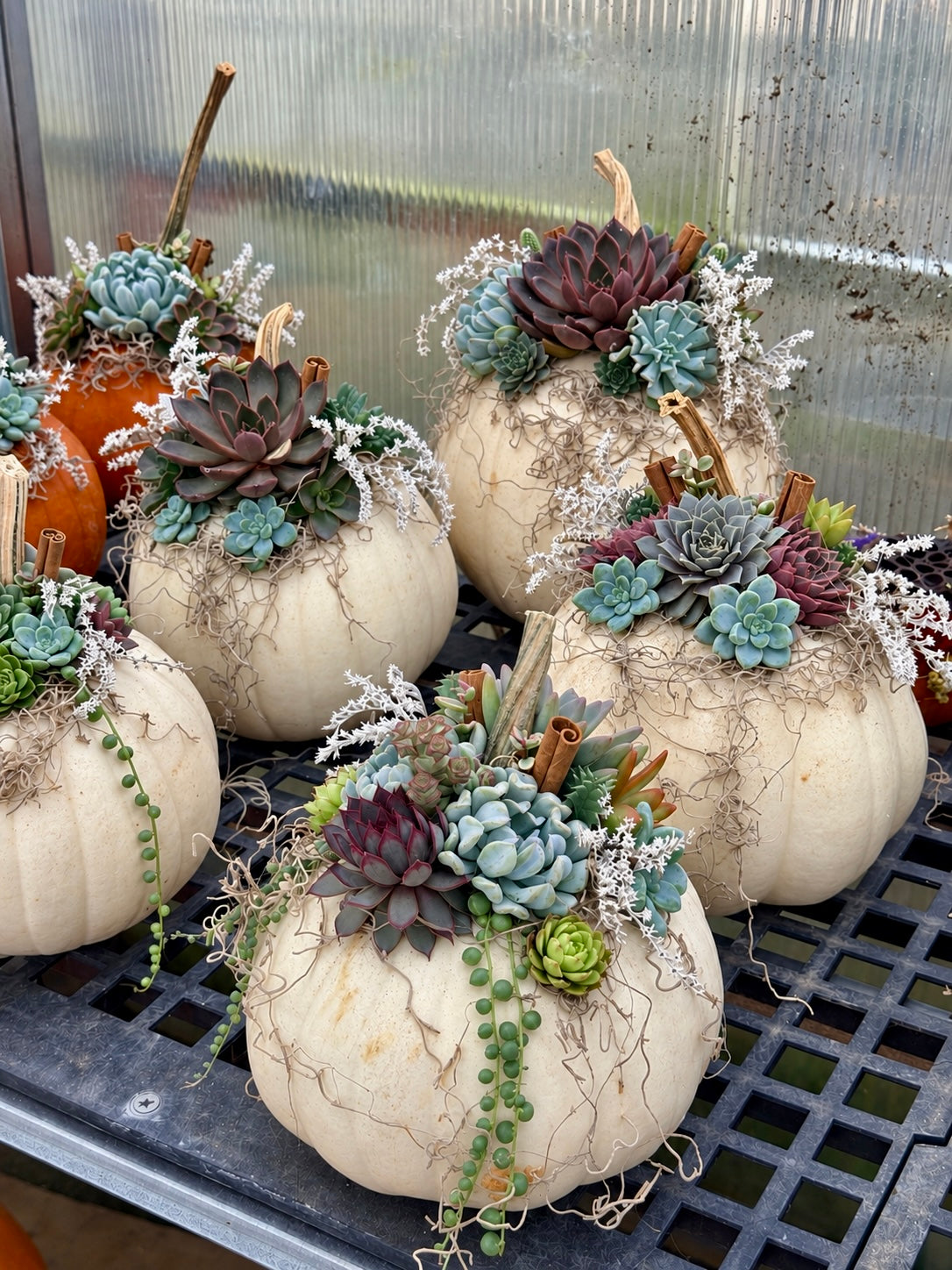 Pumpkin Succulent - Orange/White