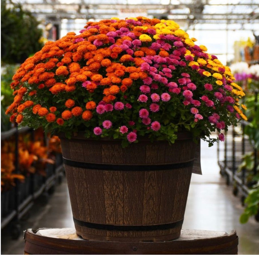 Bushel Mum