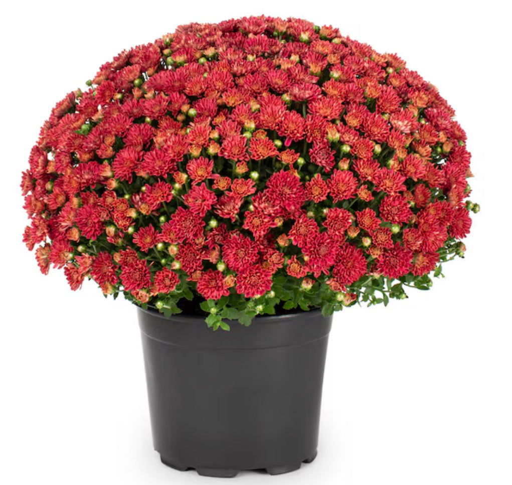 6.5” Mum