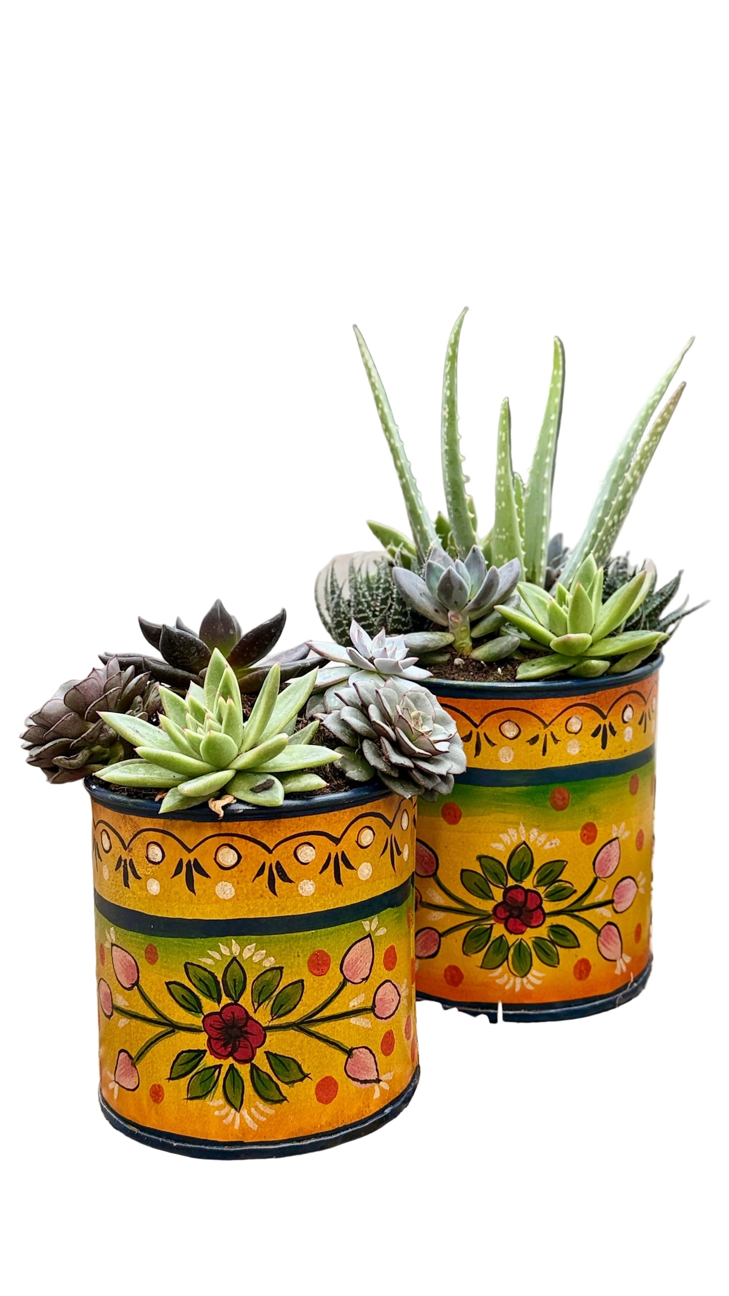 Succulent Bucket