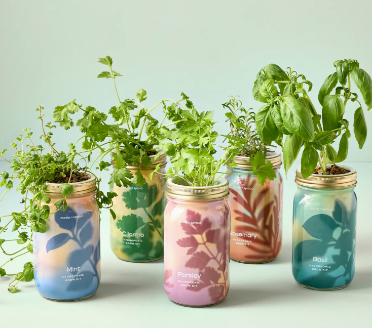 Modern Sprout Herb Jar